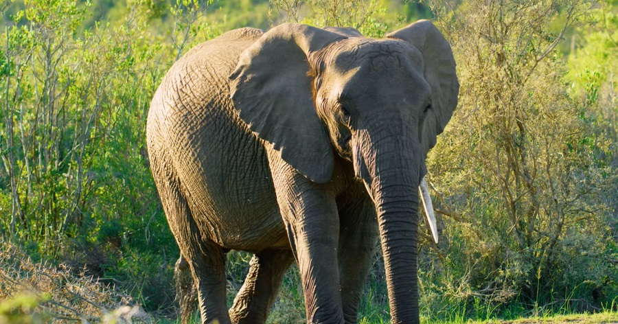 African elephant species, facts and habitat.