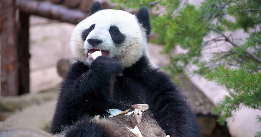 All About Giant Pandas: Stewards of the Bamboo Woodlands