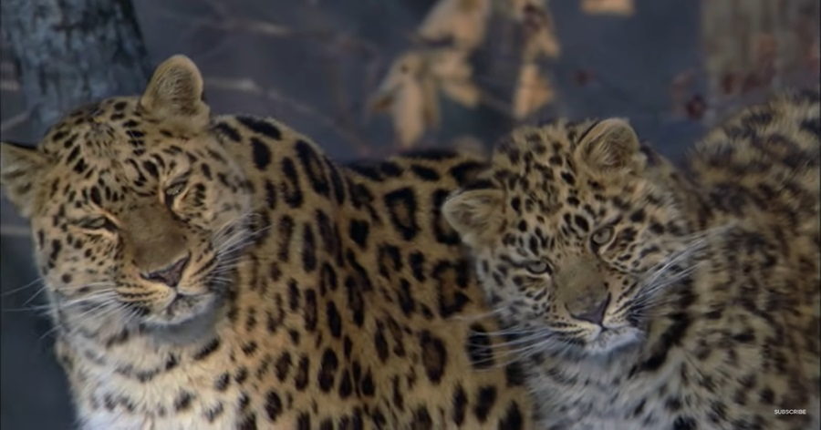 Amur Leopard: Russia's Endangered Big Cat