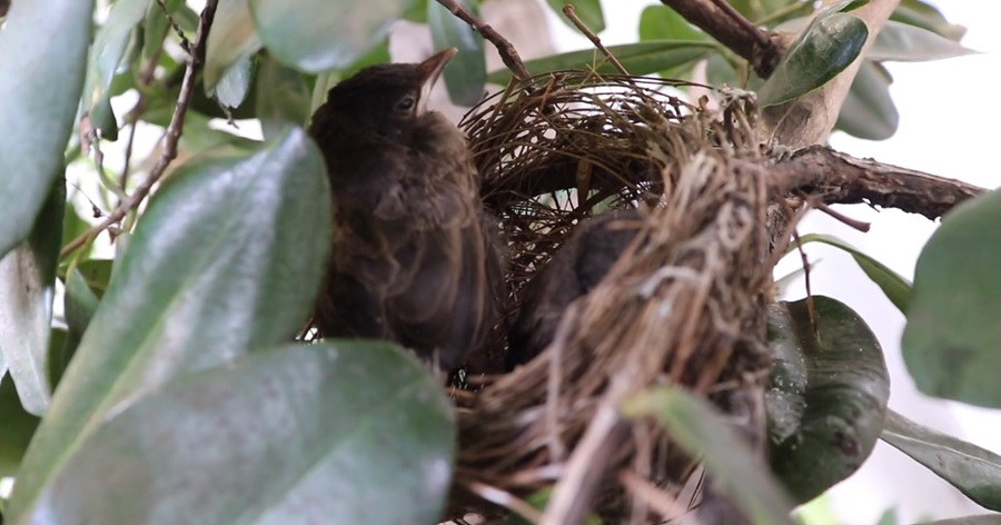 Animal Homes in Your Backyard: A Hidden World to Discover