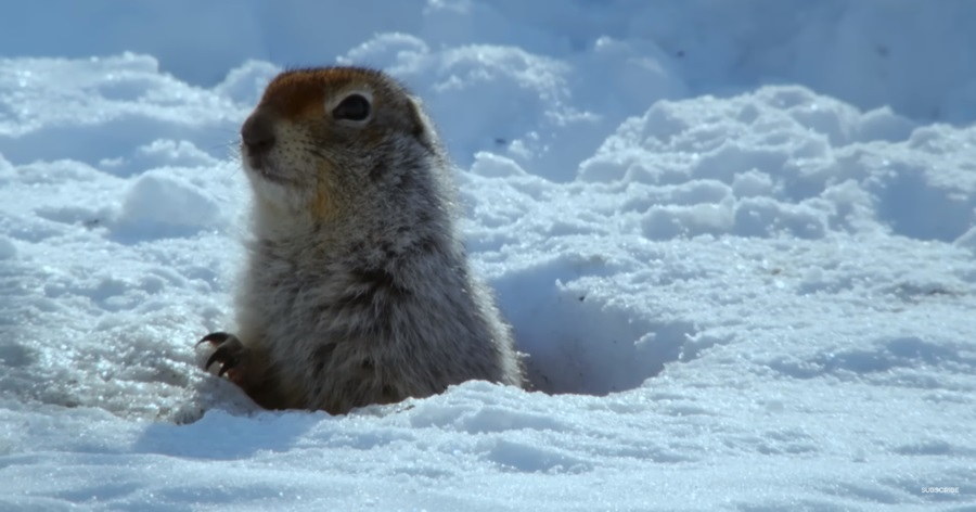 Arctic Survival: Life's Ingenious Frozen Adaptations