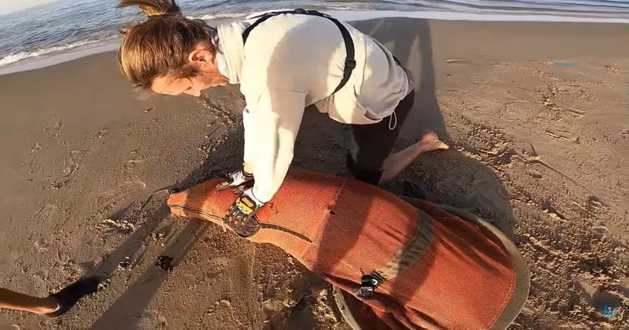 Coastal Custodians: Navigating the Seas of Sea Lions