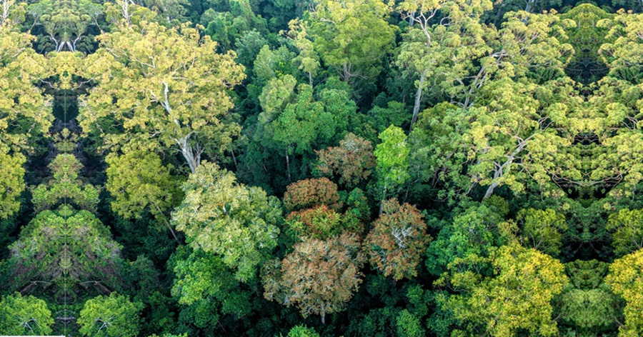 Discovering Forests: Exploring Nature's Rich Habitat Ecosystems