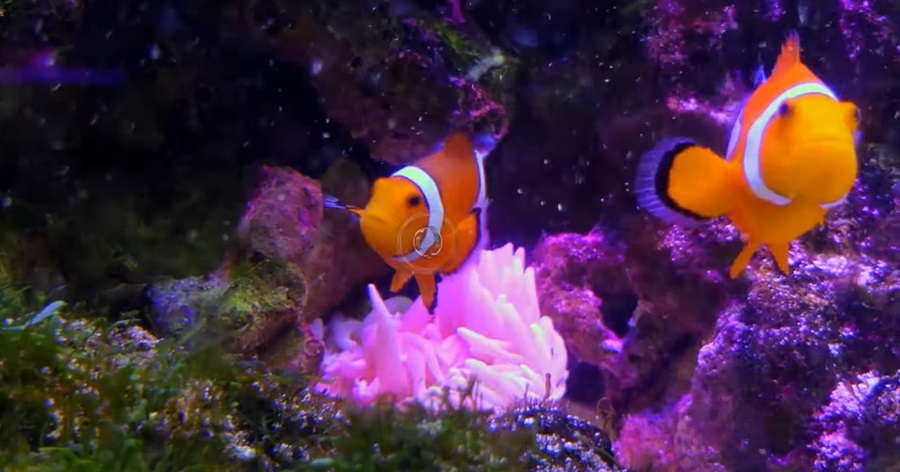 Dive into Change: Adopt a Sea Creature and Make Waves for Conservation