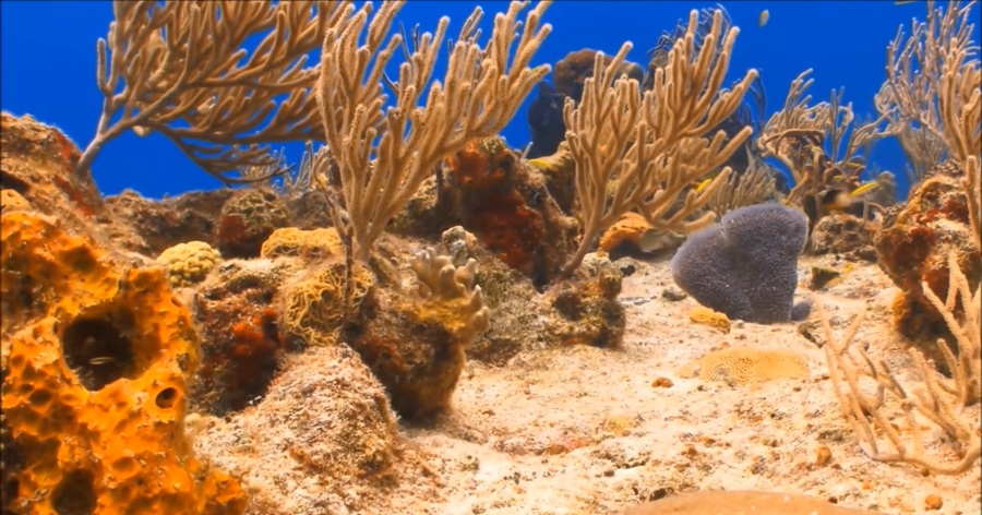 Dive into the Depths: Unveiling the Wonders and Challenges of Coral Reefs