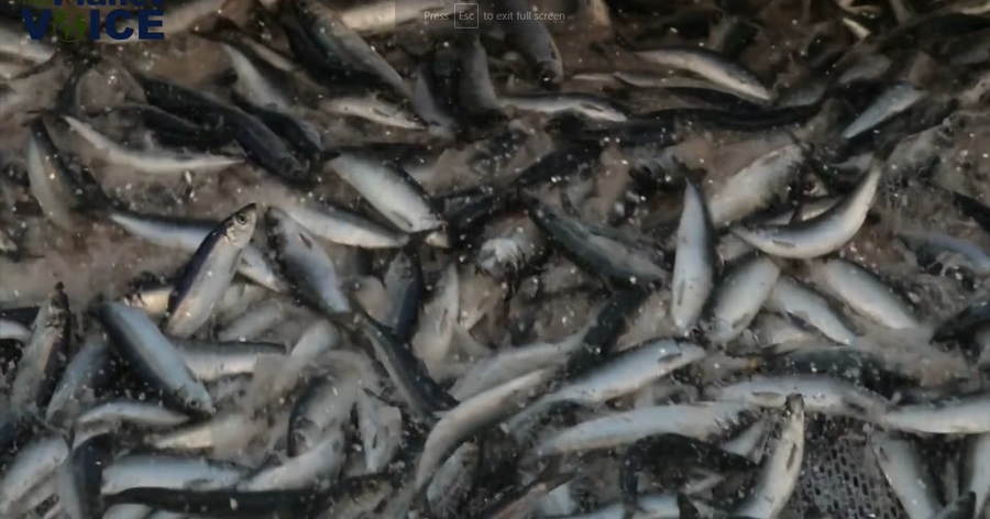 Dwindling Depths: Unravelling the Impact of Overfishing on Ocean Ecosystems