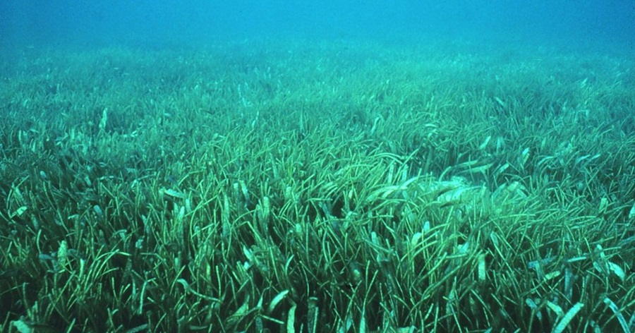 Eelgrass Meadows: An Underwater Oasis