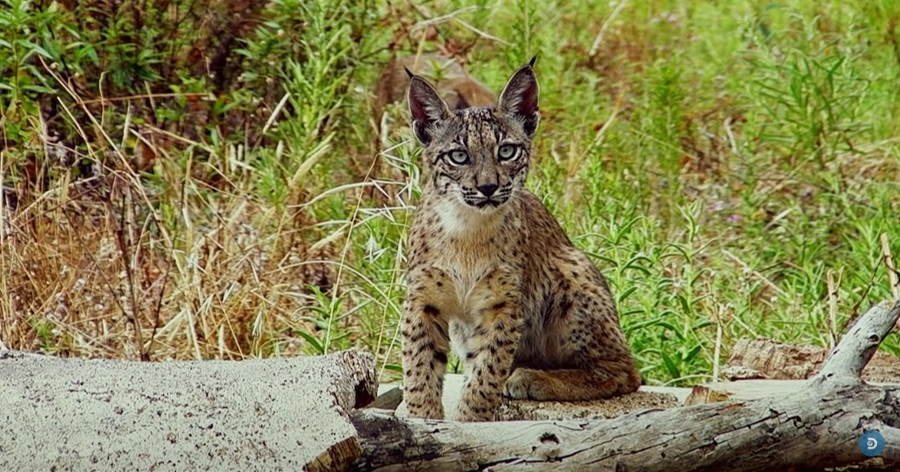 Embark on an Enchanting Expedition: Discover the Iberian Lynx's World of Facts, Species, and Habitats