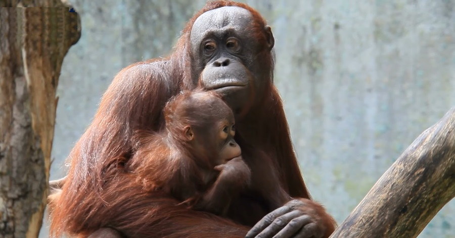 Endangered Orangutans: What are the threats to Orangutans?