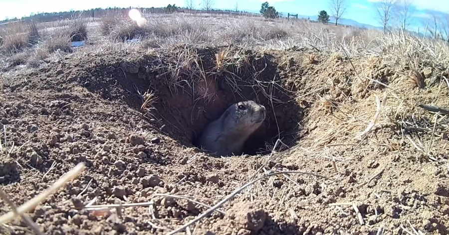 Exploring Burrowing Habitats: Unveiling Earth's Subterranean Ecosystems