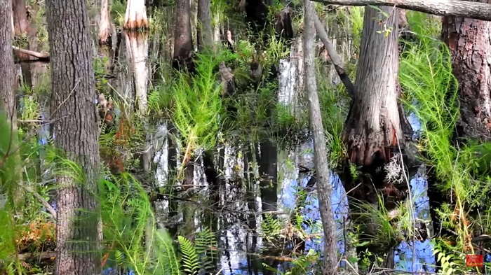 Exploring Marshes and Swamps: The Aquatic Wonders