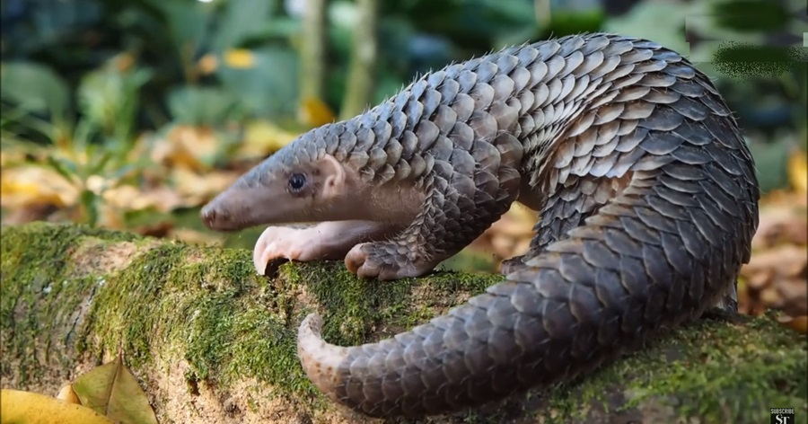 Guardians of the Forest: The Sunda Pangolin's Fight for Survival Unveiled