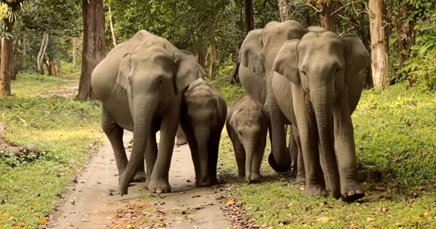 Guardians of the Jungle: Unveiling Asian Elephants' Conservation Odyssey