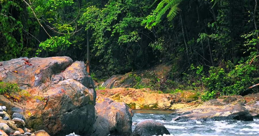 Harmony in Nature: Exploring Symbiotic Relationships in Diverse and Interconnected Habitats