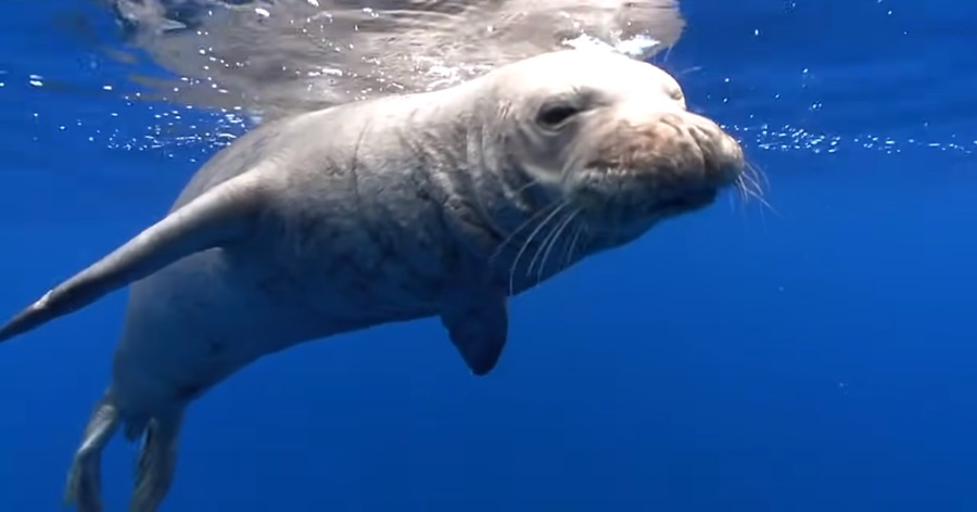 Hawaiian Monk Seals: Protecting an Endangered Seal Species