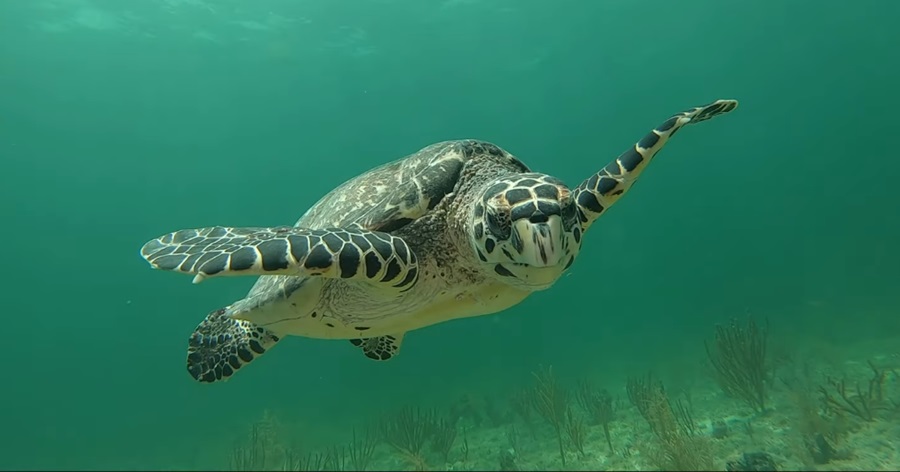 Hawksbill Turtles Chronicles: Navigating the Realities of Facts, Species, and Endangered Habitats