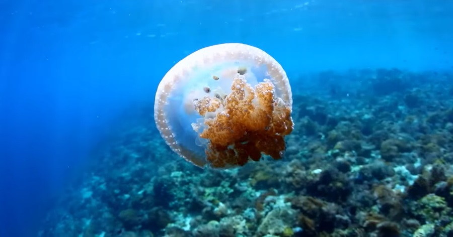 Jellyfish: Navigating the Enigmatic Realms of Sea Drifters