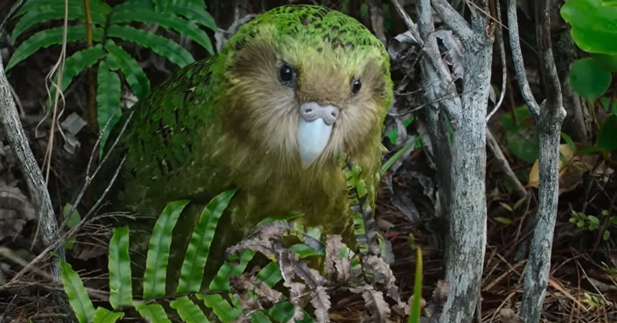 Kakapo Parrot: A Flightless Marvel in Perilous Landscapes