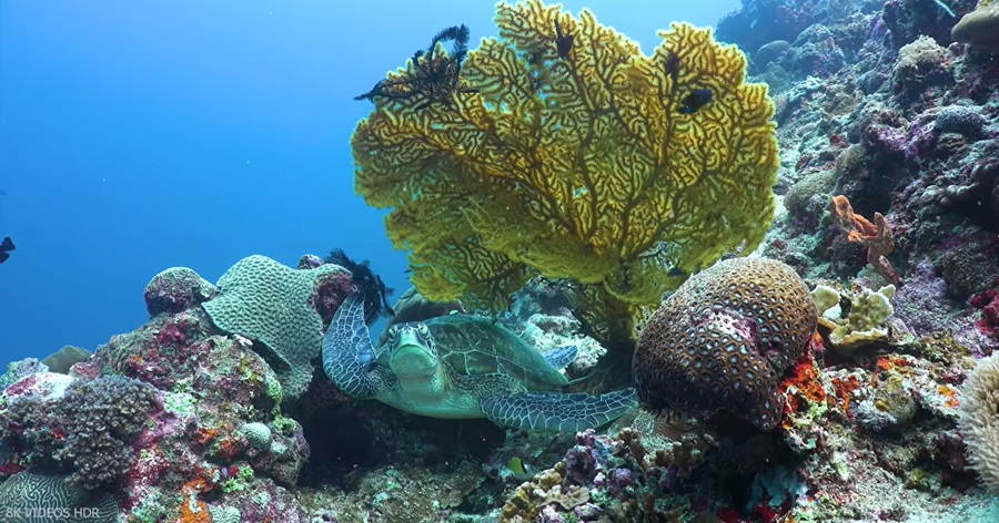 Life Underwater: Ocean Habitats