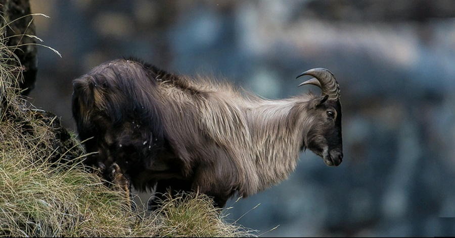 Majestic Realms Above the Clouds: Discovering the Biodiversity and Beauty of High-altitude Ecosystems