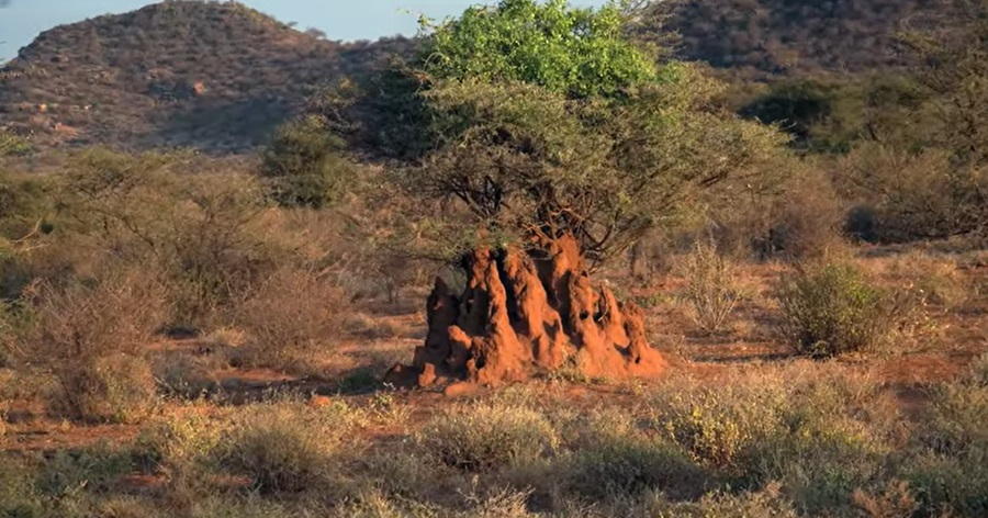 Nature's Architects: Animals that Shape Habitats