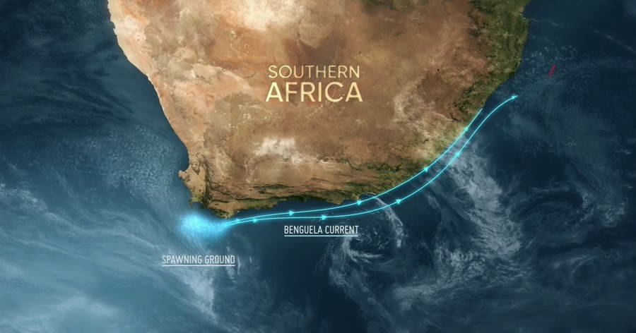 Nautical Nomads: The Dance of Life in Ocean Currents