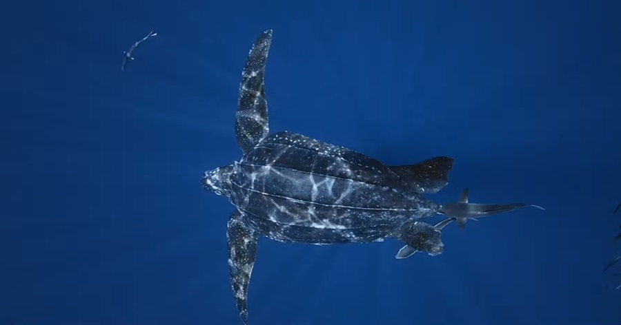 Navigating the Waters of Survival: Unveiling the Leatherback Sea Turtle's Odyssey