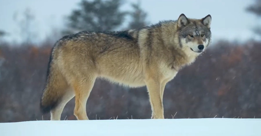 Preserving the Howl: Mexican Wolf Conservation Unveiled