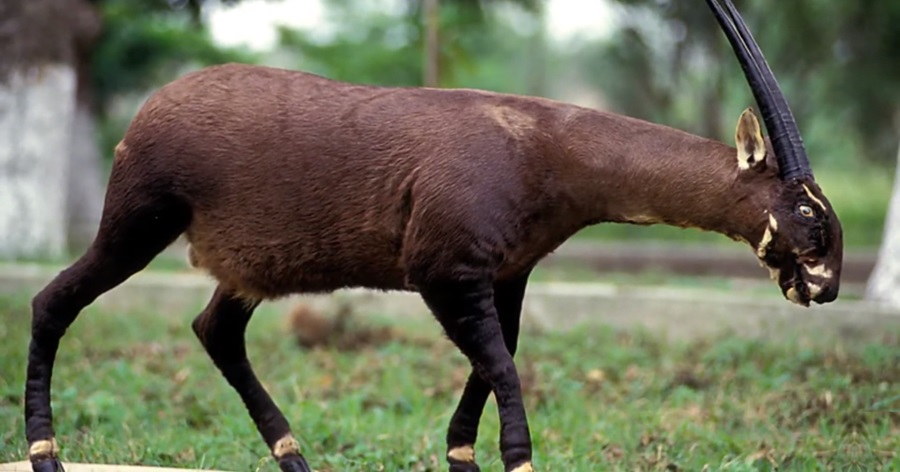 Saola: Exploring Facts, Habitat, and Conservation Challenges of the Critically Endangered Species