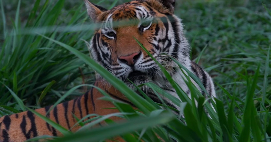 Saving Tigers: Conservation Measures