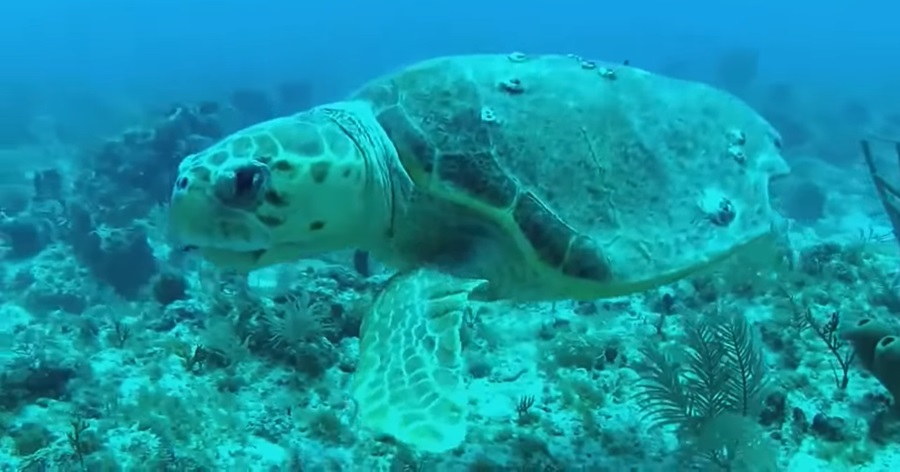 Sea Turtles in Peril: Conservation Challenges