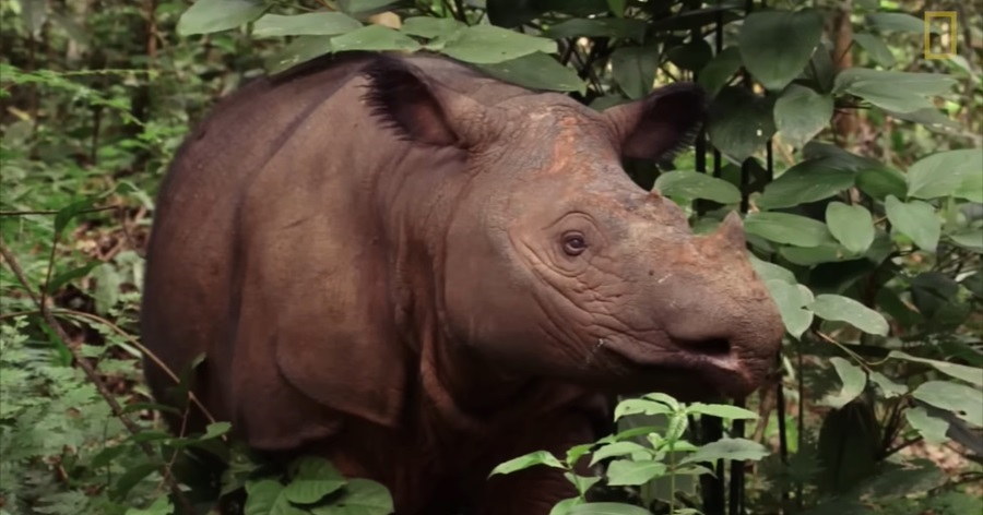 Sumatran Rhino: Keeper of Ancient Forests