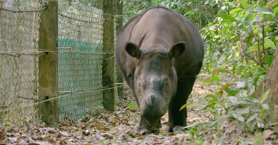 The Plight of the Javan Rhino: A Last Stand in Indonesia