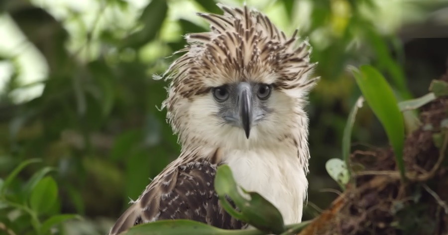 The Survival Battle of the Philippine Eagle: A Majestic Bird