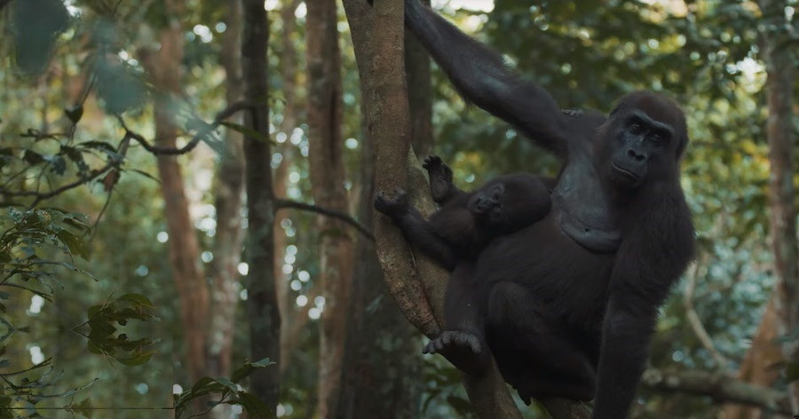 Unravelling the Tale of the Cross River Gorilla, Africa's Great Ape and its Struggle for Survival in the Wild
