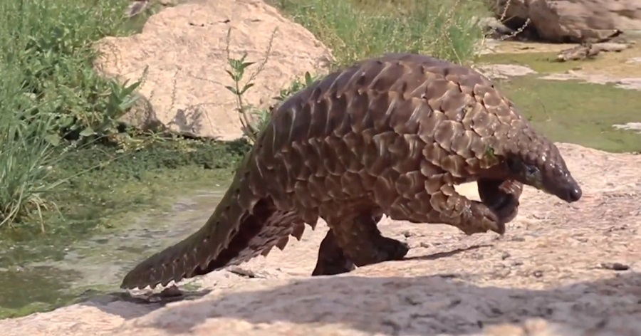 Unveiling the Pangolin Plight: A Dive into Facts, Species, and Vanishing Habitats