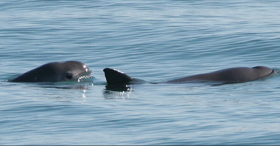 Vanishing Echo: The Urgent Quest to Save the Vaquita