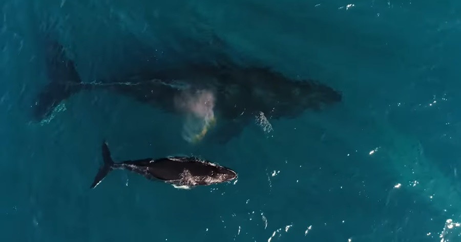 Whale Watching Dos and Don'ts: Responsible Practices for Wildlife Conservation 
