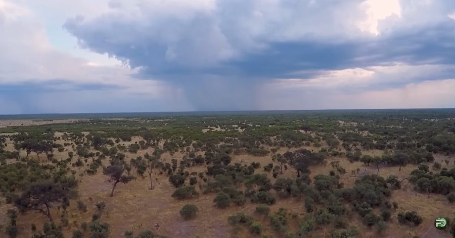 Wildlife Wonders: Exploring the Rich Diversity of Animals in Savanna Grassland Habitats